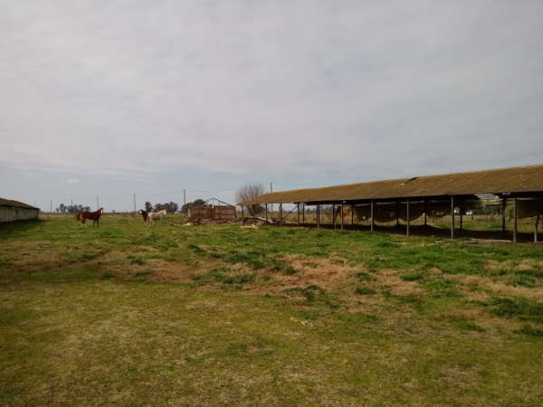 venta de granja en Rawson (Chacabuco)