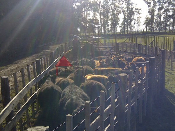 venta de 6 hectareas en Carmen de Areco