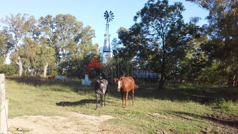 venta de 6 hectareas en Carmen de Areco